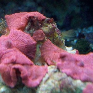 red_mushrooms_sm.jpg
