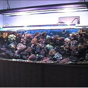 reef1_206.jpg