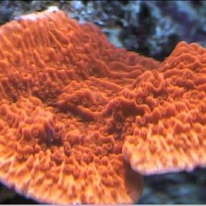 reef1_244.jpg