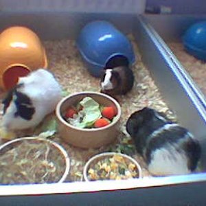3_Little_Pigs_.jpg