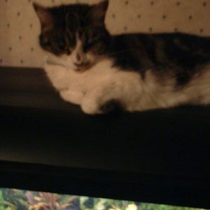 smudge.jpg