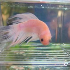 pinkbetta.jpg