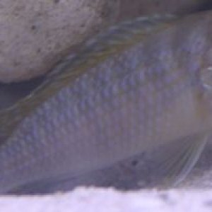 Fish04.jpg