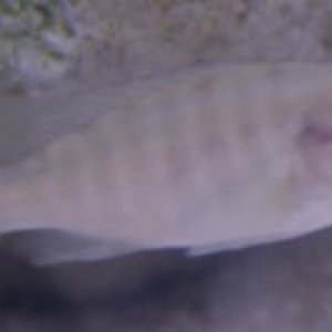 Fish06.jpg