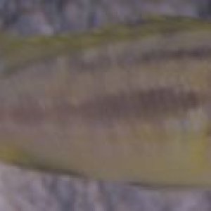 Fish03.jpg