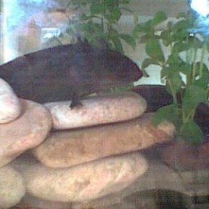 tonifish11.jpg