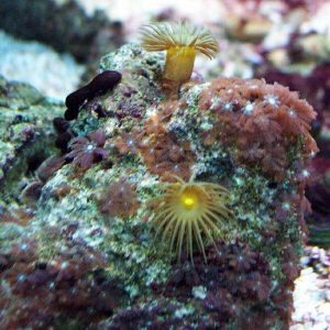 polyp_rock_sm.jpg
