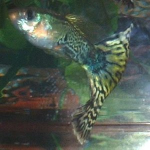 Guppy3.jpg
