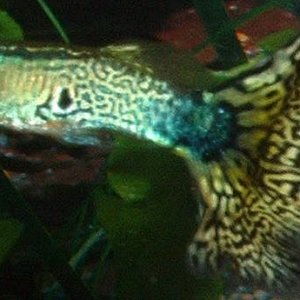 Guppy5.jpg