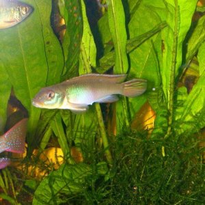 FISH_1.jpg