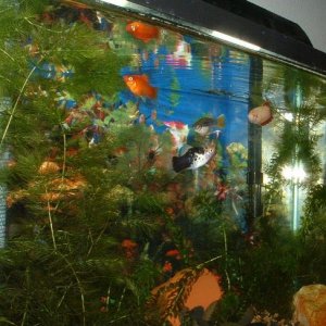 fish.jpg