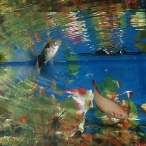 fish2.JPG