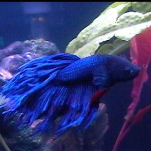 General_Betta002.jpg