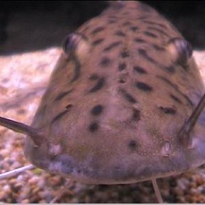 tiger_shovelnose_catfish_4.jpg