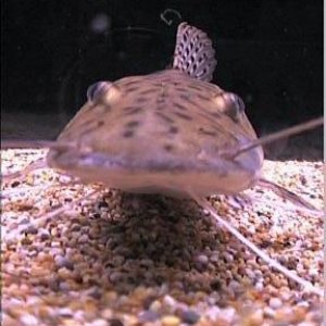 Copy_of_tiger_shovelnose_catfish_3.jpg