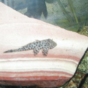 leopard_pleco.jpg