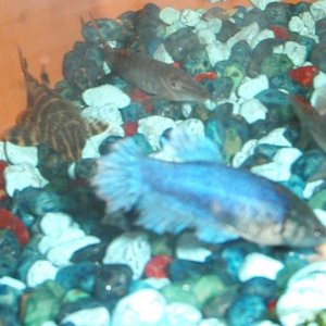 the_gang_of_fishes.jpg