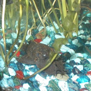 bristlenose.jpg