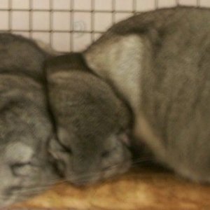 Bearsandwich110204.jpg