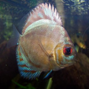 discus2_1.JPG