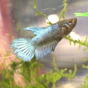 Femalebetta.jpg