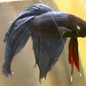 male_betta.jpg