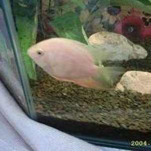 Severum_3.JPG