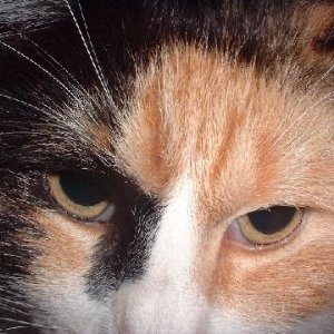 cat_eyes.JPG