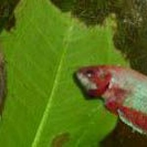 Betta4.jpg