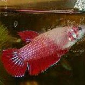 Betta5.jpg