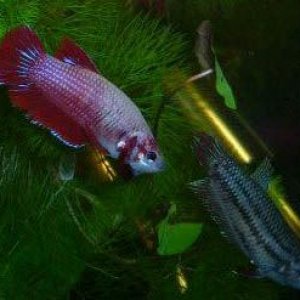 Betta6.jpg