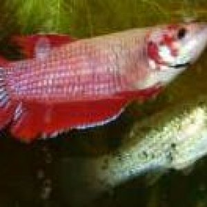 Betta7.jpg