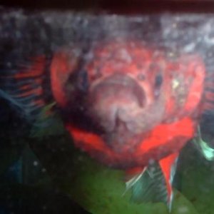 betta_kill.JPG