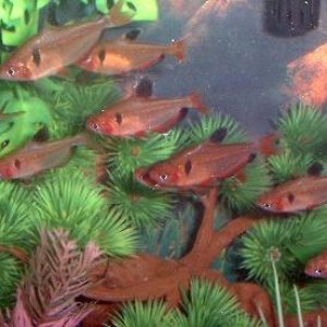 serpae_tetras_best.JPG