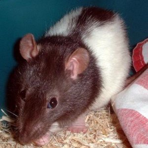 close_up_rat_eating.JPG