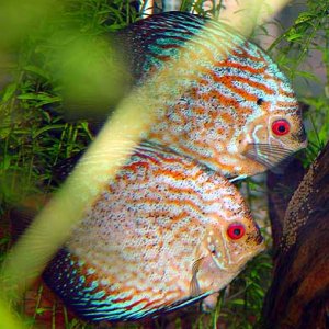 discus_eggs.jpg
