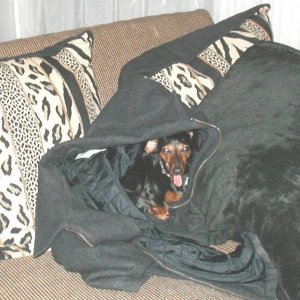 ollie_coat.jpg