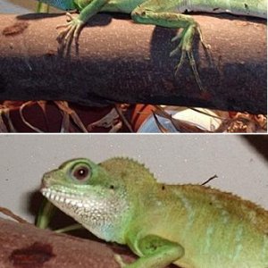 double_dragon.JPG
