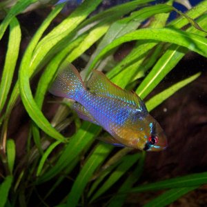 blue_ram_23.JPG