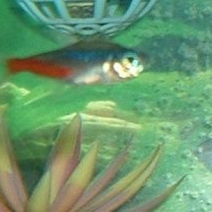 Neon_tetra.JPG
