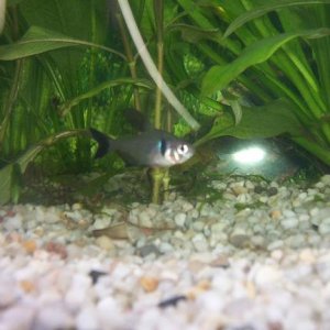 tetra.JPG
