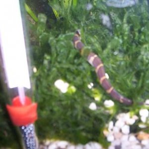 javamossloach.JPG