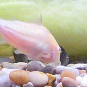 albinoc.jpg
