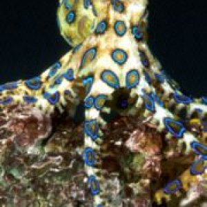 2005-09-30-bue-ringed-octopus.jpg
