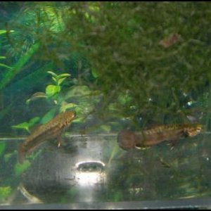 betta albimarginata 1-27-10.JPG