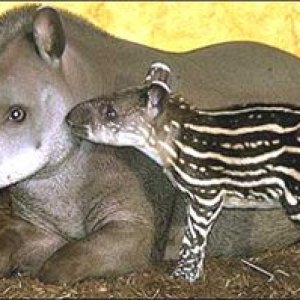 2 tapir.jpg