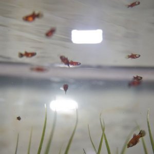 fish1.jpg
