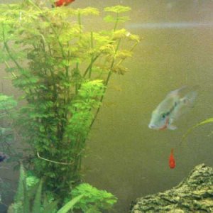 firemouth.jpg
