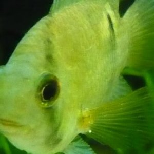 fins spots.JPG
