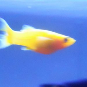 fish.jpg